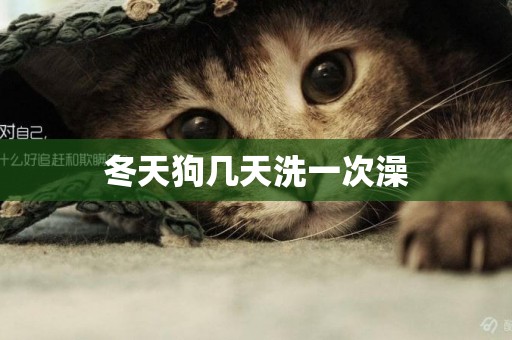 冬天狗幾天洗一次澡