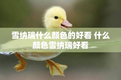 雪納瑞什么顏色的好看 什么顏色雪納瑞好看