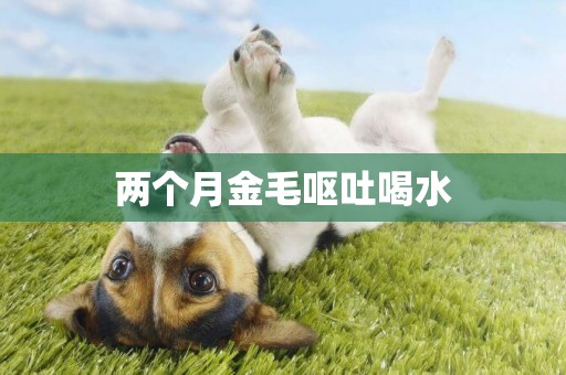 兩個月金毛嘔吐喝水