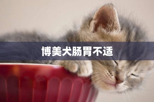 博美犬腸胃不適