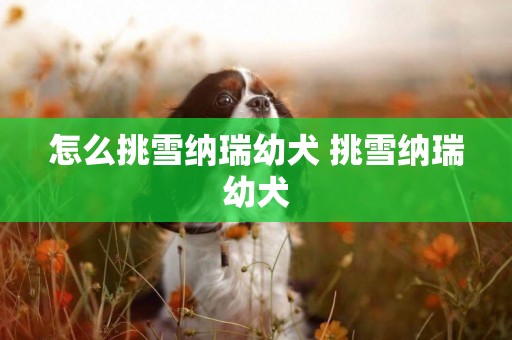 怎么挑雪納瑞幼犬 挑雪納瑞幼犬