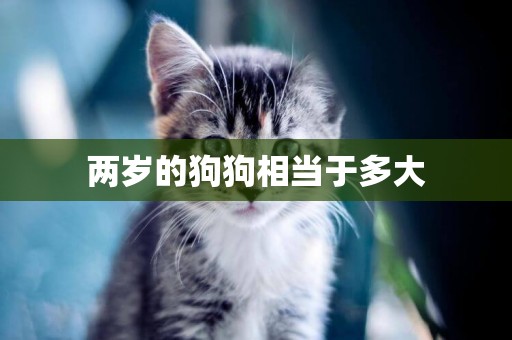 兩歲的狗狗相當于多大