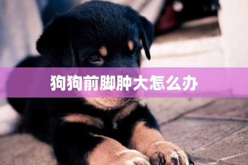 狗狗前腳腫大怎么辦