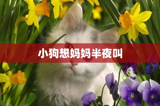 小狗想媽媽半夜叫