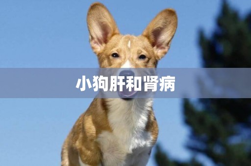 小狗肝和腎病