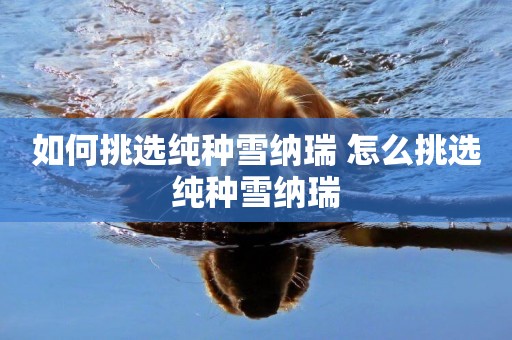 如何挑選純種雪納瑞 怎么挑選純種雪納瑞