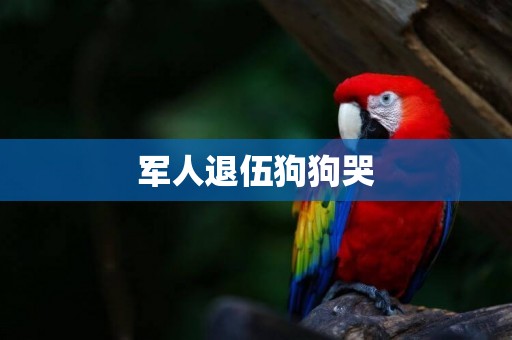 軍人退伍狗狗哭