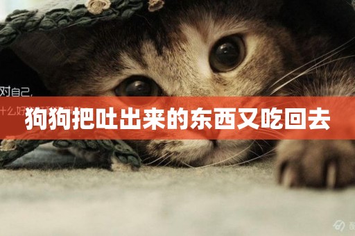 狗狗把吐出來的東西又吃回去