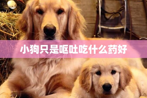 小狗只是嘔吐吃什么藥好