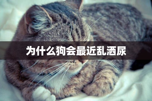 為什么狗會最近亂灑尿