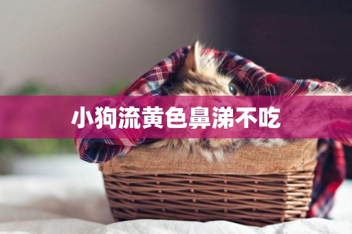 小狗流黃色鼻涕不吃