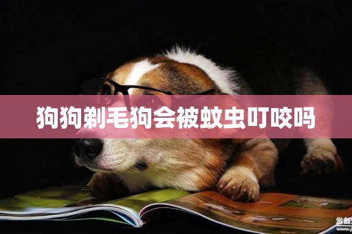 狗狗剃毛狗會被蚊蟲叮咬嗎