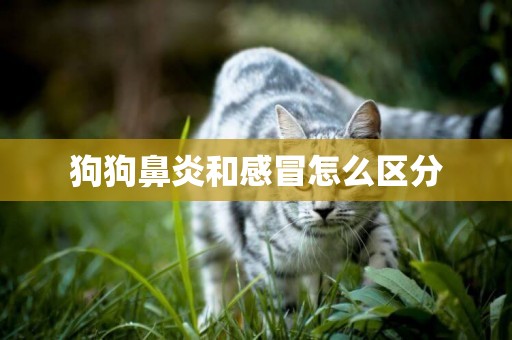 狗狗鼻炎和感冒怎么區分