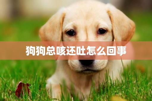 狗狗總咳還吐怎么回事