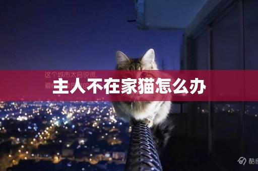 主人不在家貓怎么辦