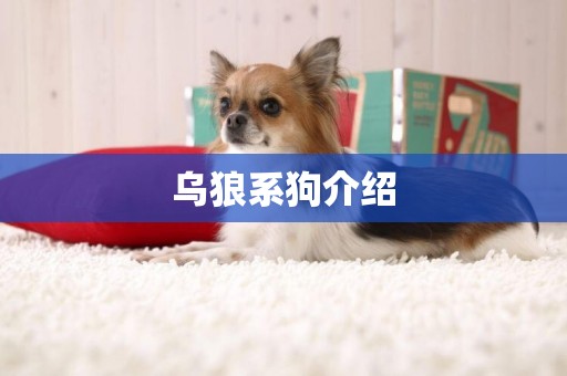 烏狼系狗介紹