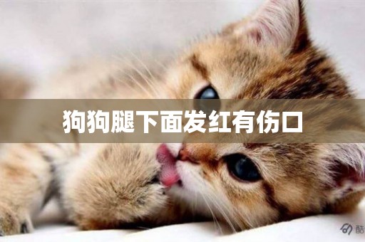 狗狗腿下面發紅有傷口