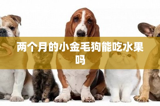 兩個月的小金毛狗能吃水果嗎