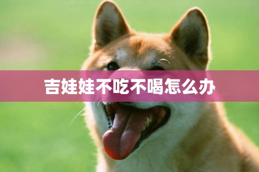 吉娃娃不吃不喝怎么辦