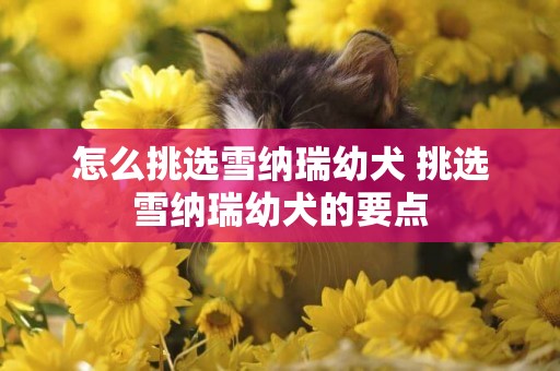 怎么挑選雪納瑞幼犬 挑選雪納瑞幼犬的要點