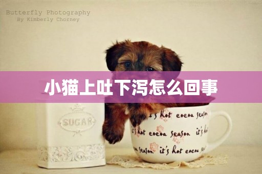 小貓上吐下瀉怎么回事