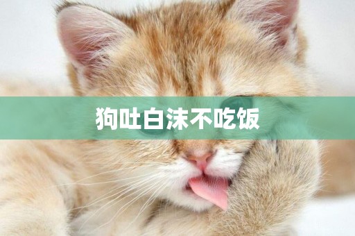 狗吐白沫不吃飯