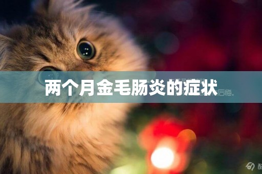 兩個月金毛腸炎的癥狀