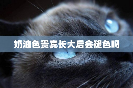 奶油色貴賓長大后會褪色嗎