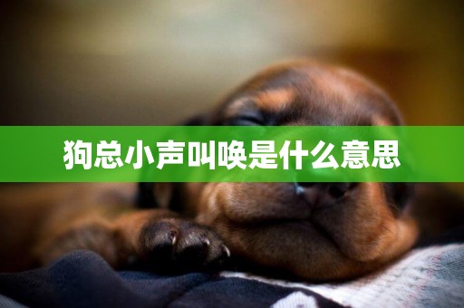 狗總小聲叫喚是什么意思
