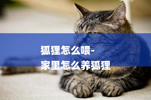 狐貍怎么喂-
家里怎么養狐貍