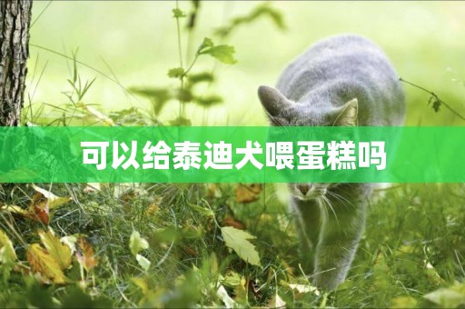 可以給泰迪犬喂蛋糕嗎