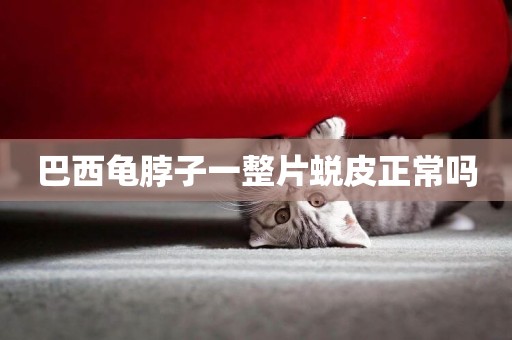 巴西龜脖子一整片蛻皮正常嗎