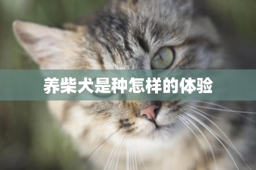 養柴犬是種怎樣的體驗