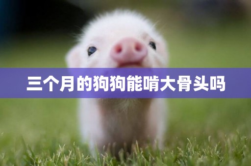 三個月的狗狗能啃大骨頭嗎