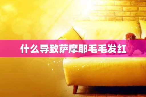 什么導致薩摩耶毛毛發紅