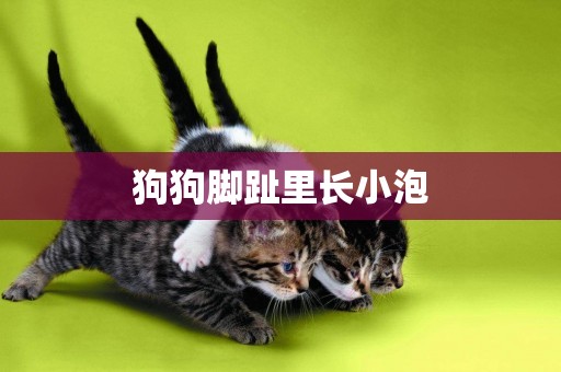 狗狗腳趾里長小泡
