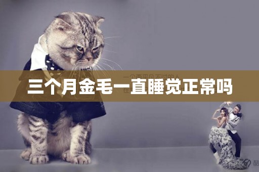 三個月金毛一直睡覺正常嗎