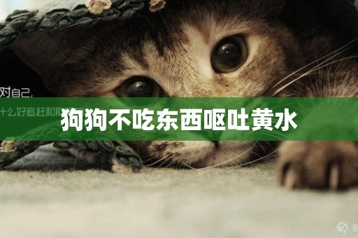 狗狗不吃東西嘔吐黃水