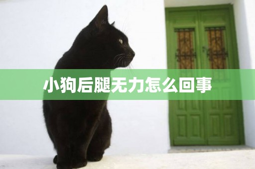 小狗后腿無力怎么回事
