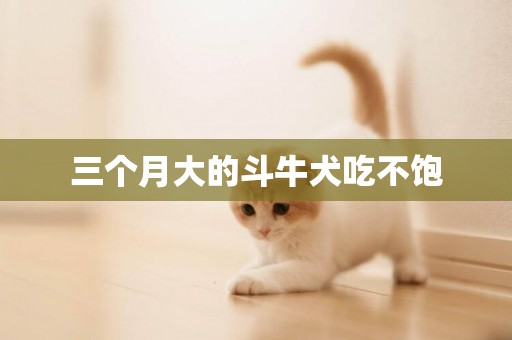 三個月大的斗牛犬吃不飽