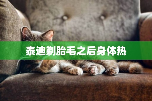 泰迪剃胎毛之后身體熱