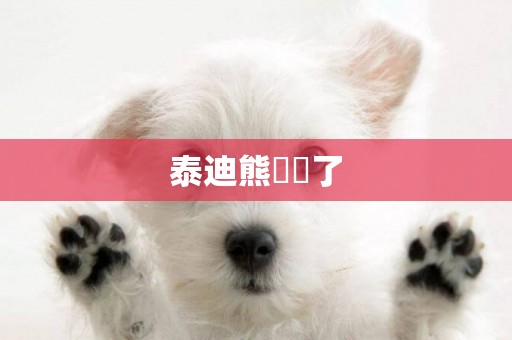 泰迪熊幾歲了