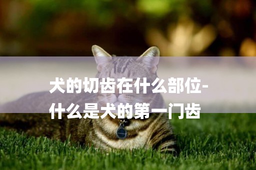 犬的切齒在什么部位-
什么是犬的第一門齒