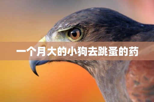 一個月大的小狗去跳蚤的藥