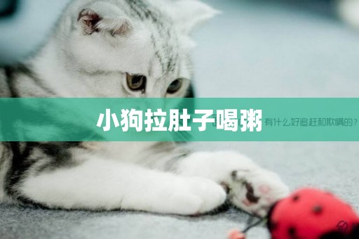 小狗拉肚子喝粥