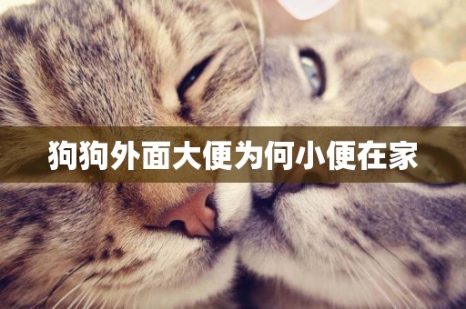 狗狗外面大便為何小便在家