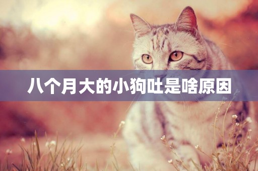 八個月大的小狗吐是啥原因