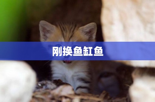 剛換魚缸魚