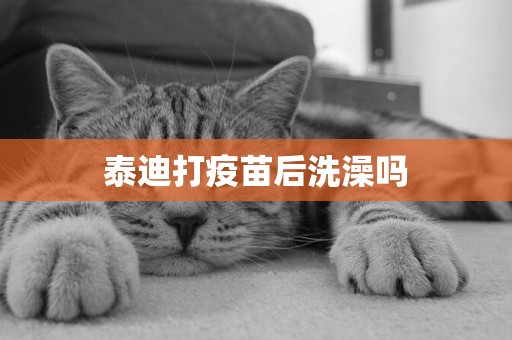 泰迪打疫苗后洗澡嗎