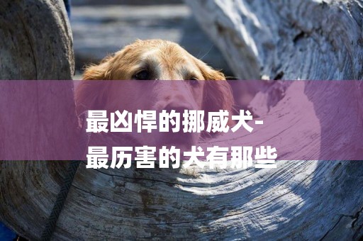 最兇悍的挪威犬-
最歷害的犬有那些